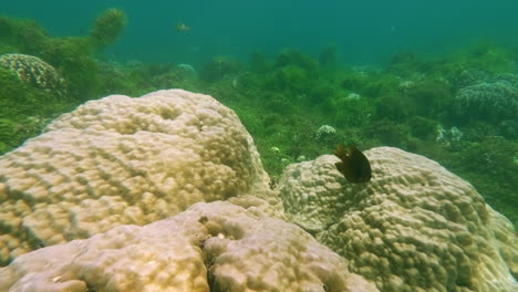 escena de buceo bajo el agua