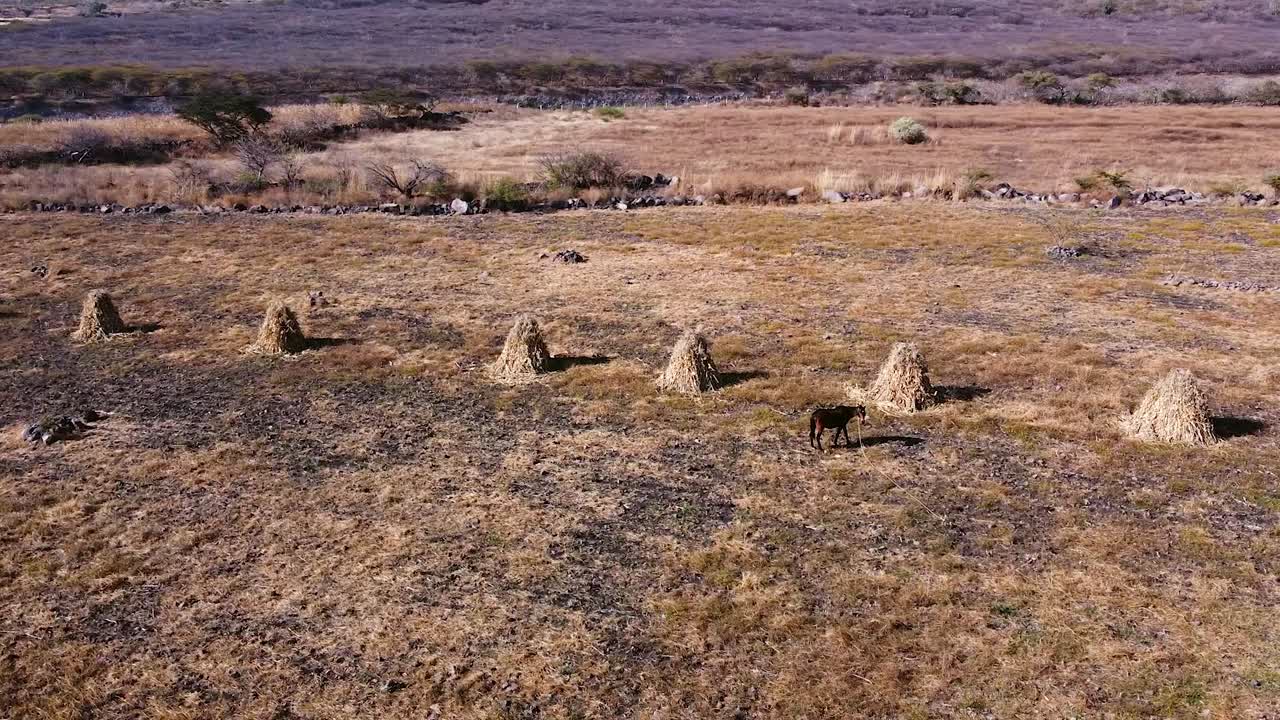 vista aérea caballo en el cultivo de maíz guanajuato méxico