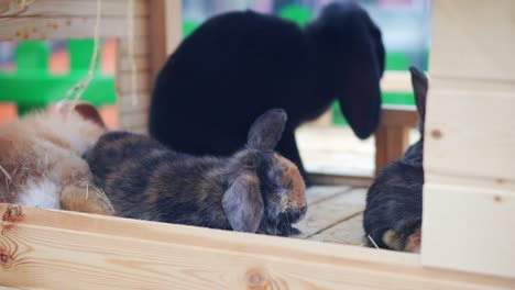 easter bunnies play, eat and rest in the paddock.