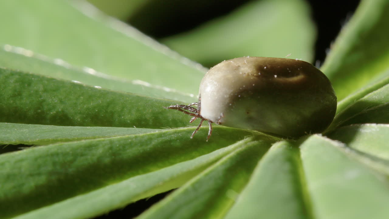 Ectoparasite tick with bood engorged bloated body on bracken, closeup zoom in