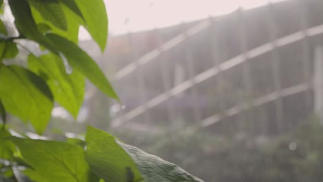 mist from indoor waterfall at cloud forest in gardens by the bay, singapore. - close up