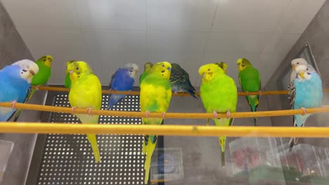 A Large Group of Budgerigars Sits on a Branch in a Pet Store. A large group of budgerigars sits on a branch in a pet store. Beautiful colorful parrots. video