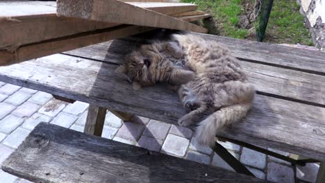 cat sleeps in the yard on the table