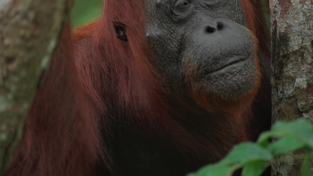 Orangutan nella giungla