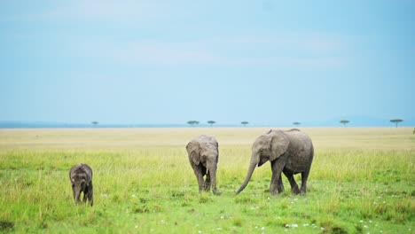 group of cute baby elephants walking towards camera playfully, african wildlife in maasai mara national reserve, kenya, africa safari animals in masai mara north conservancy