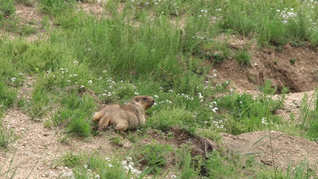 A Wild Marmot Resting on a Grassy Hillside Before Entering Its Burrow