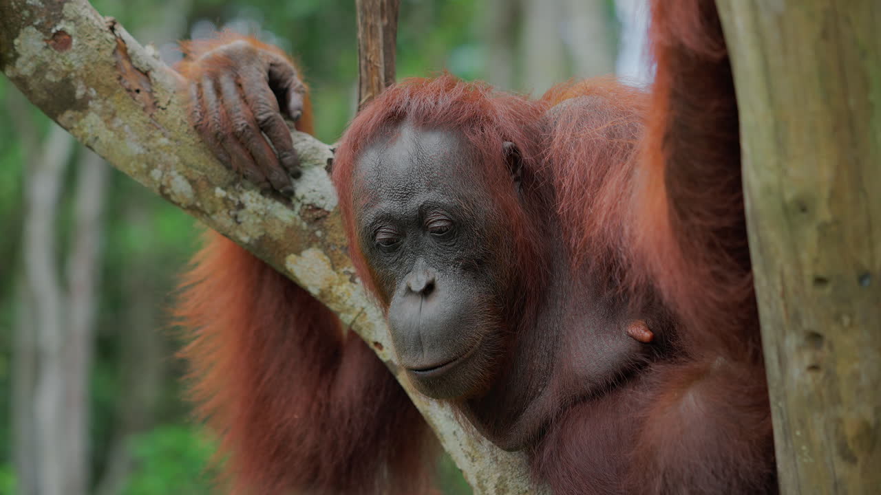 Ağaçta orangutan