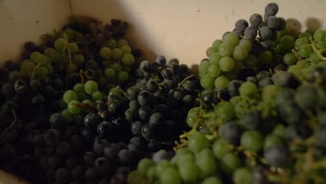 othello grapes in a vintage crusher