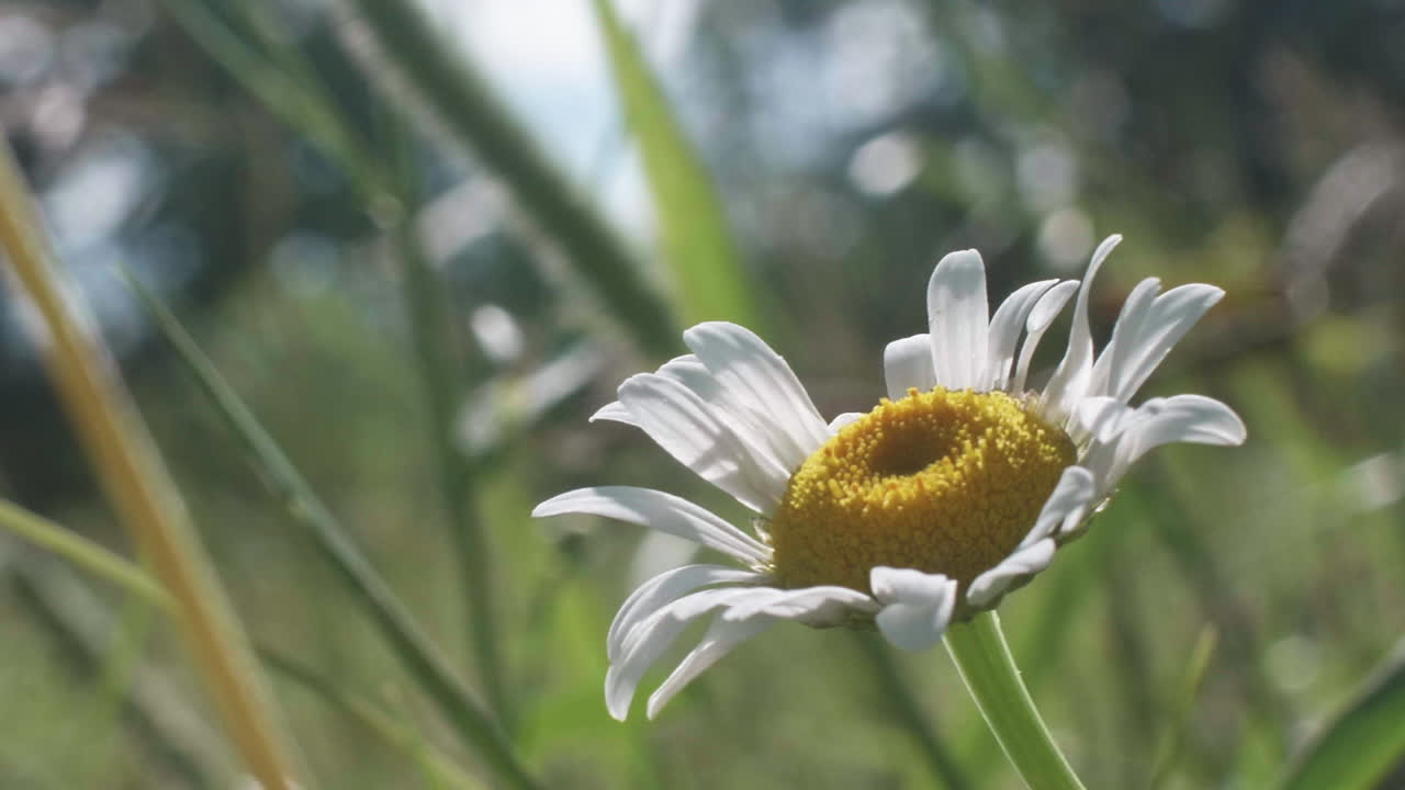 Wild daisy flower waving in gentle wind, Slow Motion