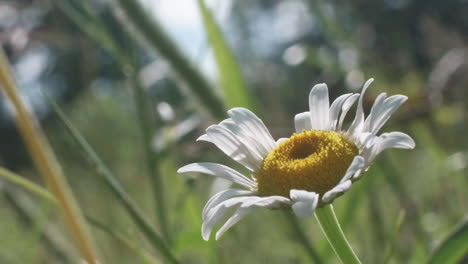 wild daisy flower waving in gentle wind, slow motion