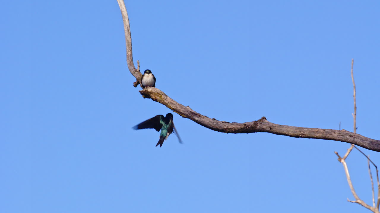 In stunning slow motion, a purple martin dances through the air with fluid precision.