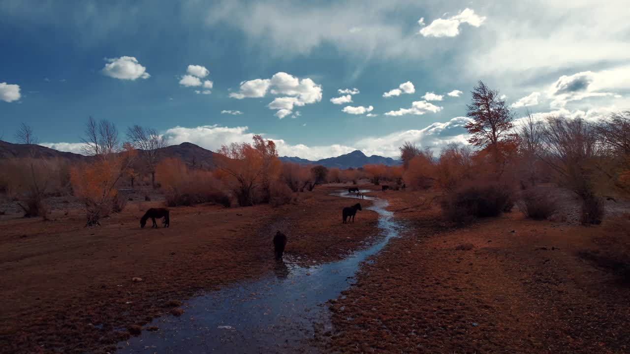 Vista aerea di cavalli al pascolo vicino a un ruscello con il fogliame autunnale in Mongolia.