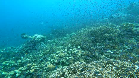 beautiful scenic underwater view of big shoals of tropical damsel fish swimming in unison over coral reef in coral triangle of timor-leste, southeast asia