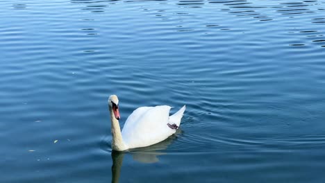 lago caldecott en rugby, warwickshire con patos y cisnes durante el verano 4k