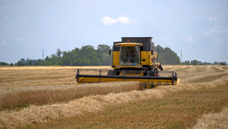 Heavy technics in wheat field. Yellow combine harvesting dry wheat over sky background.
