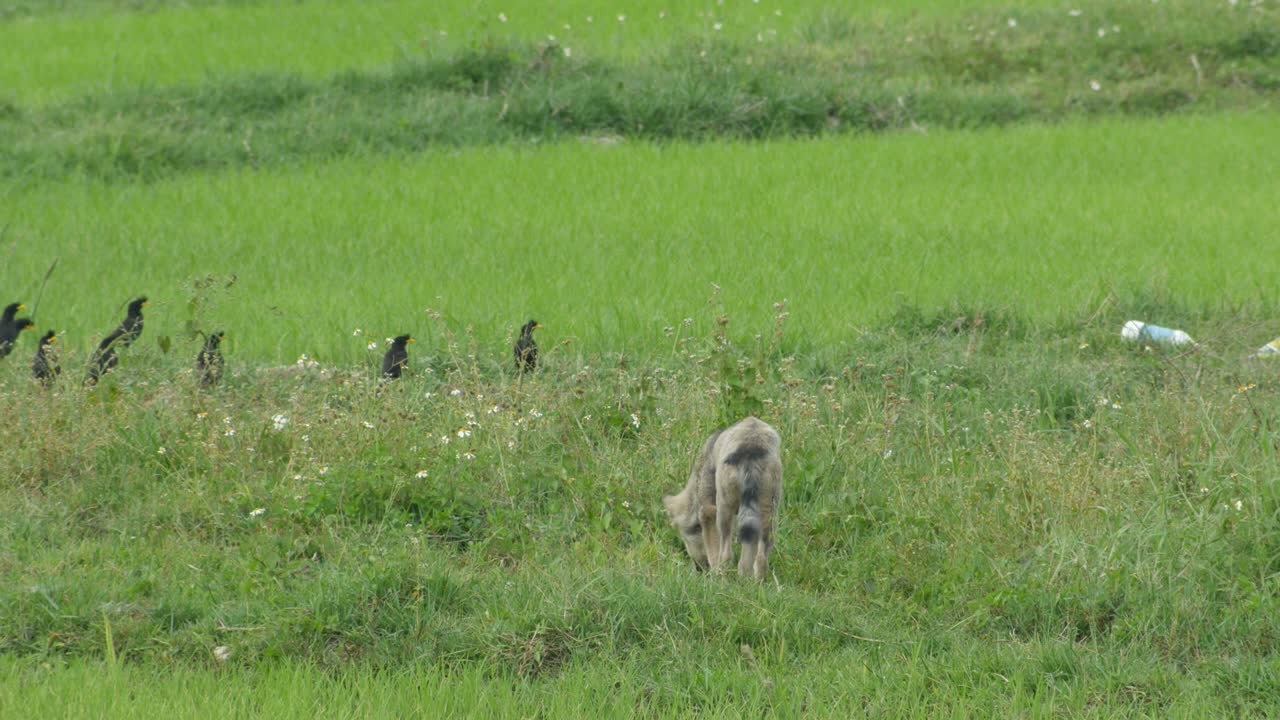 그리고 에서 개와 크레스트 미나