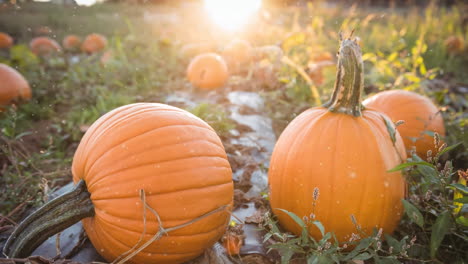 animation of snow falling over pumpkin patch