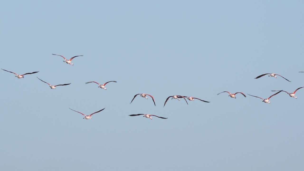 Flock Of Beautiful Chilean Flamingos Flying Against Clear Blue Sky. low angle