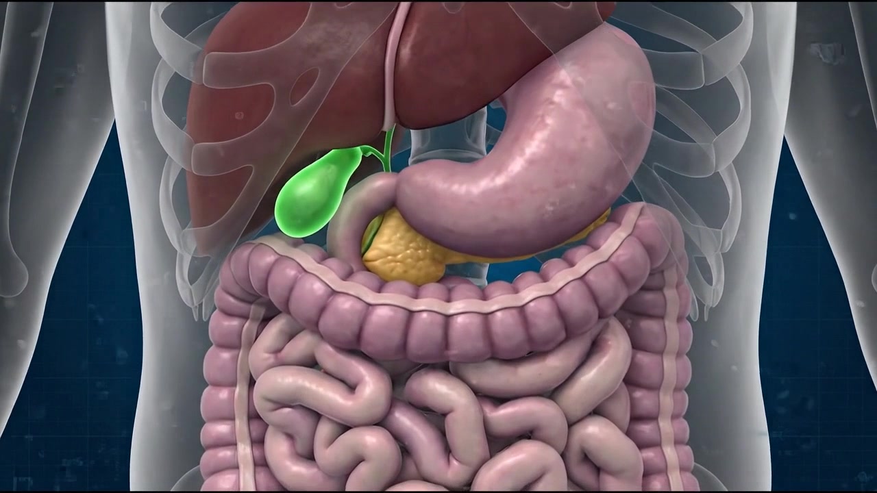 Transparent upper body revealing stomach liver and detailed intestinal system