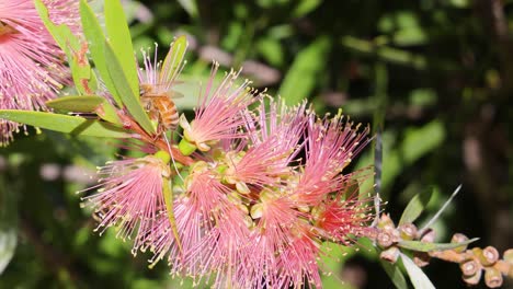 primer plano de una abeja interactuando con flores rosadas vibrantes