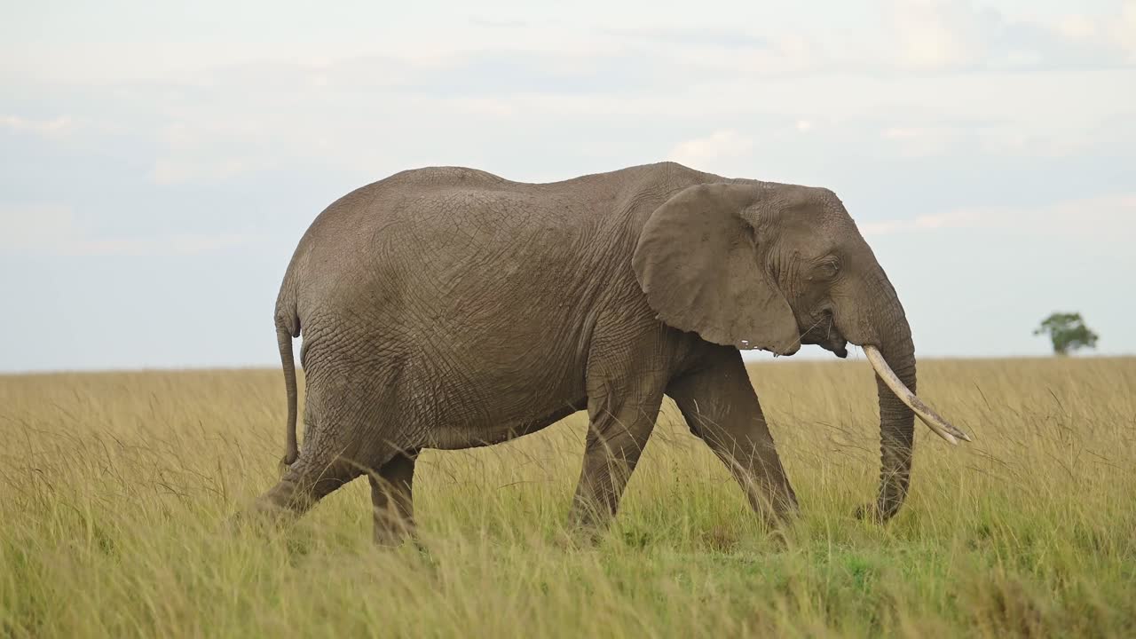 elefante alimentándose de hierbas y caminando en llanuras de hierba vacías, vida silvestre africana en la reserva nacional de maasai mara, kenia, áfrica animales de safari en la reserva de masai mara norte