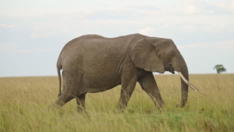 Elephant-feeding-on-grasses-and-walking-in-empty-grass-plains,-African-Wildlife-in-Maasai-Mara-National-Reserve,-Kenya,-Africa-Safari-Animals-in-Masai-Mara-North-Conservancy