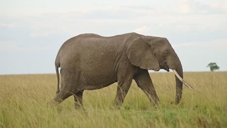 elephant feeding on grasses and walking in empty grass plains, african wildlife in maasai mara national reserve, kenya, africa safari animals in masai mara north conservancy