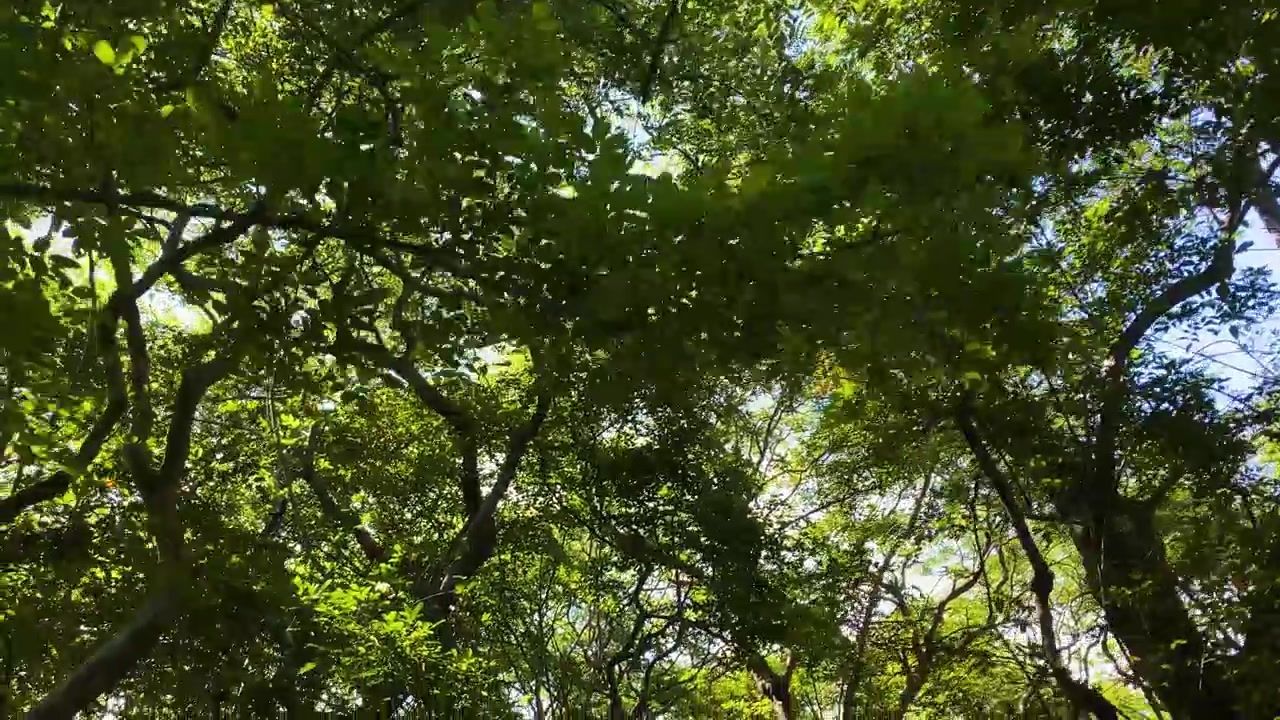Bangladeş, Sylhet'teki Ratargul bataklık ormanında Karoch (Dalbergia reniformis) ağaç gölgeliğinin altında alçak açılı POV yürüyüşü