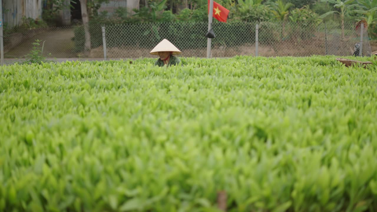 Woman farmer working in a field