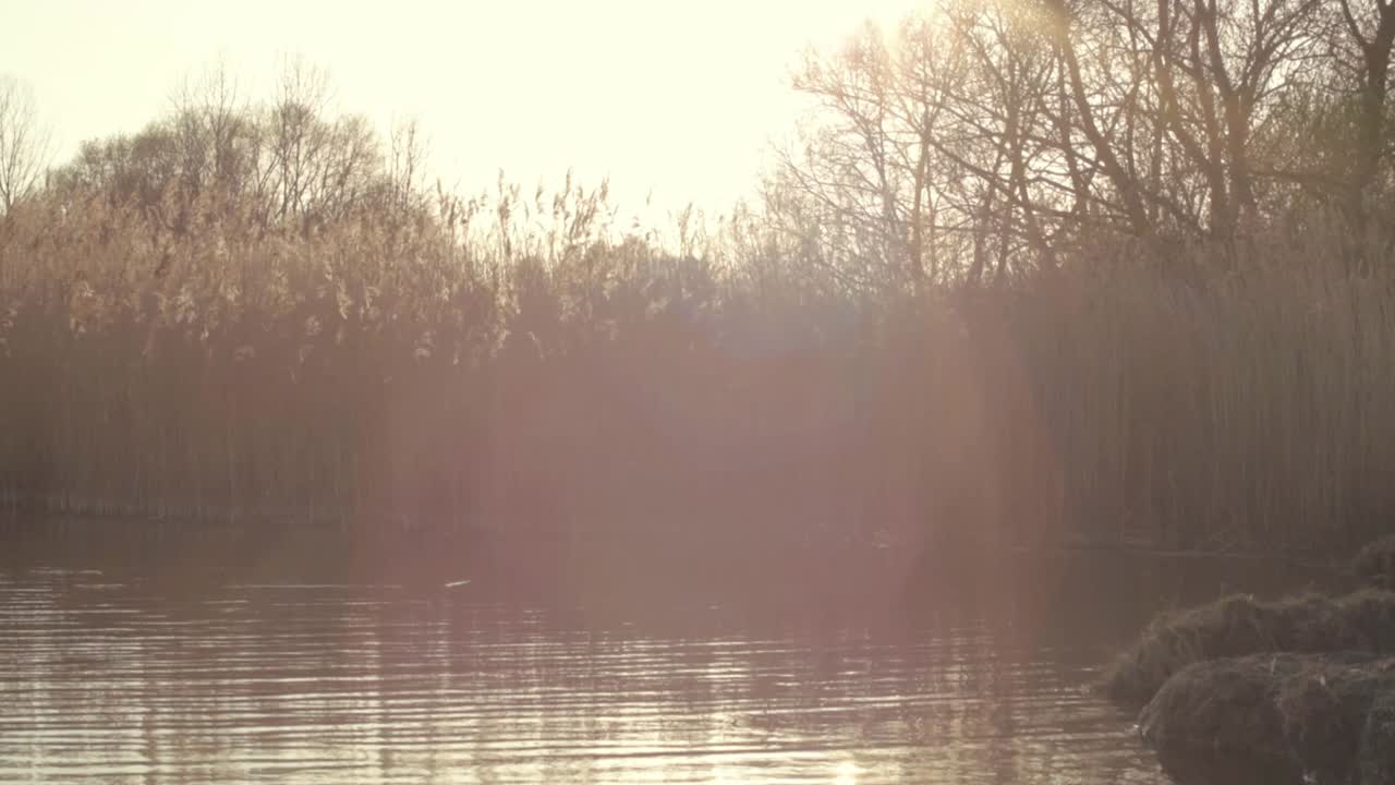 Lakeside landscape with surrounding trees and reeds at sunset wide shot