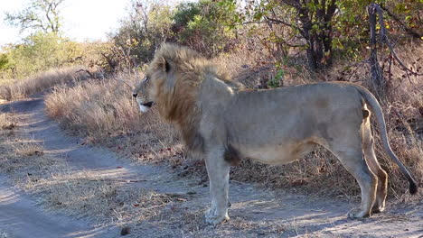 Cerrar-La-Foto-De-Perfil-De-Cuerpo-Completo-De-Un-León-Macho-Parado-En-Un-Camino-Al-Aire-Libre