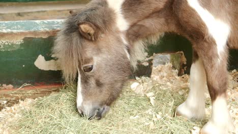 miniature horse eating hay in a stable