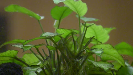 green artificial plant in the aquarium with several colorful fish swimming around it