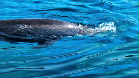 dolphin swimming near the surface of clear blue water, close-up view