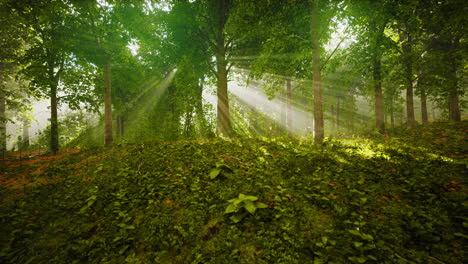 Bosque-árboles-Naturaleza-Verde-Madera-Luz-Del-Sol