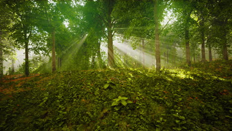 Waldbäume-Natur-Grünes-Holz-Sonnenlicht-Ansicht