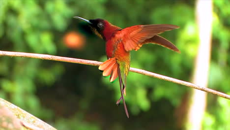 Cerca-De-Un-Colibrí-Gorjal-De-Topacio-Carmesí-Mostrando-Alas-En-Una-Rama-En-La-Selva