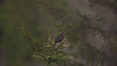 Pájaro-Europeo-Donde-Se-Posan-En-La-Copa-Del-Abeto-Con-Fondo-Bokeh