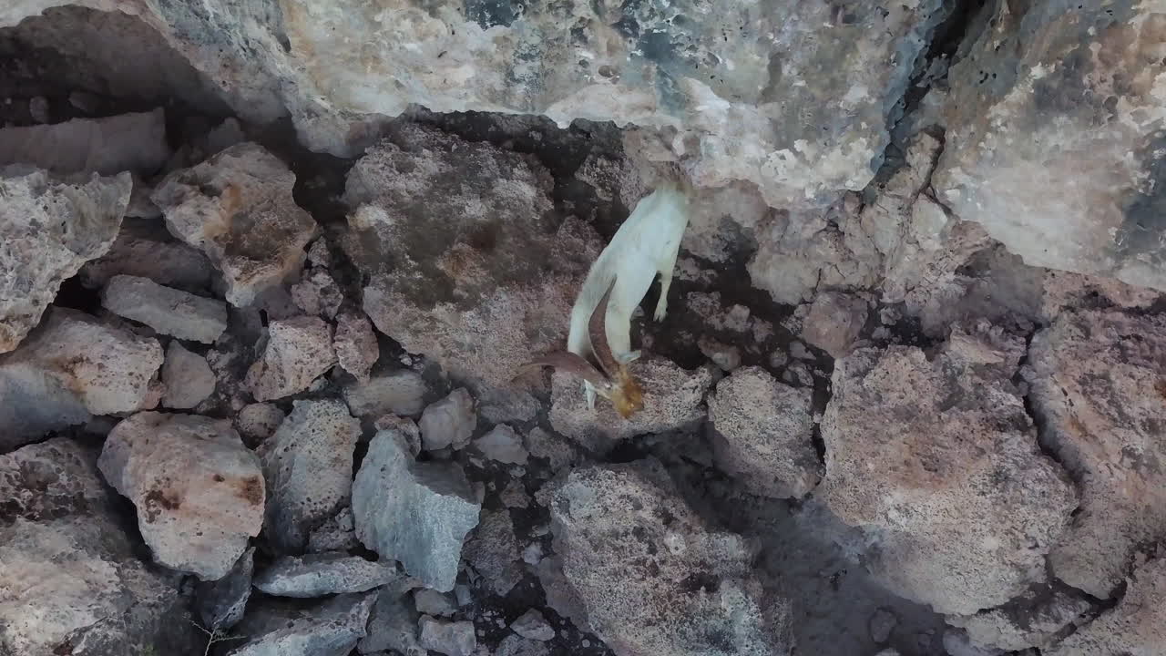 Aruba'da bir uçurumun kenarında yabani kahverengi ve beyaz bir keçi.