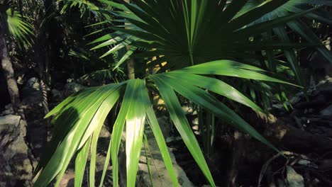 Erleben-Sie-Die-Lebendige-Und-üppige-Vegetation-Des-Waldes-Hautnah,-Vor-Allem-Anhand-Der-Details-Der-Blätter-Einer-Pflanze