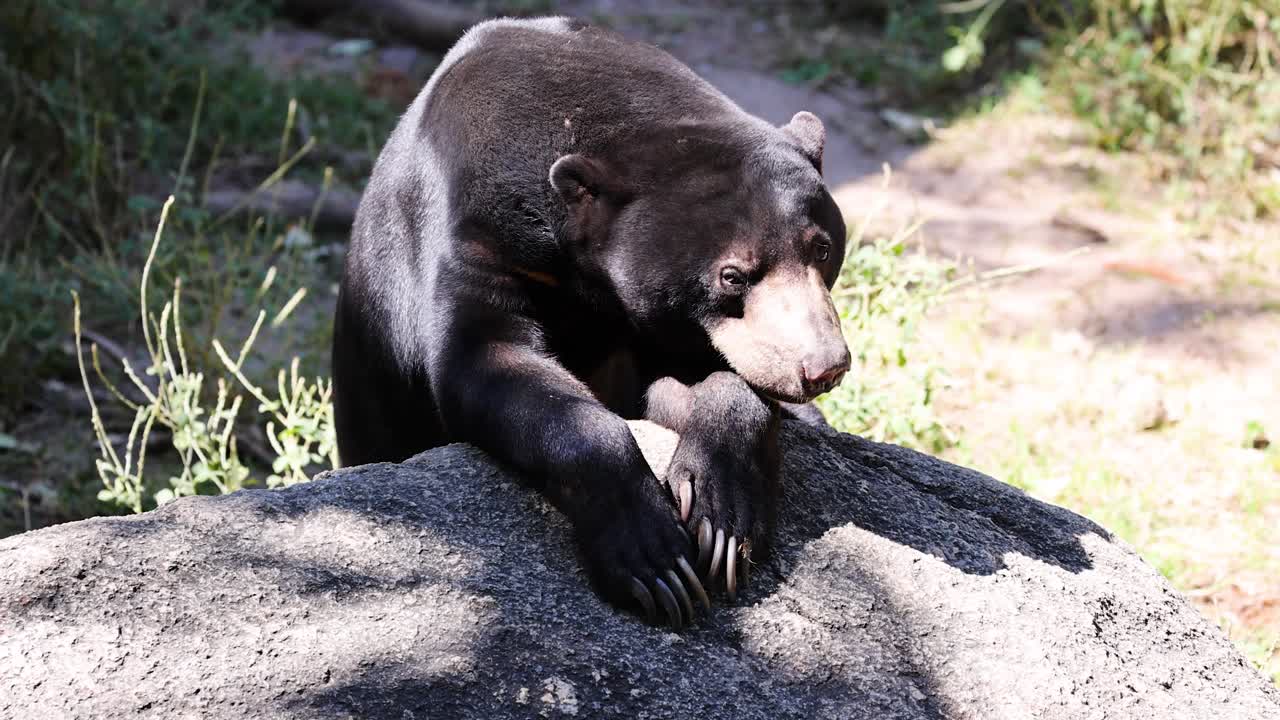 Orso malese su una roccia