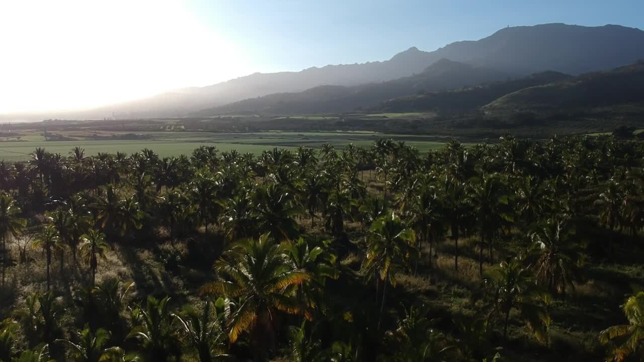Rising drone shot into the lens flare of the afternoon sun over a coconut tree ranch and hawaii volcanic mountain ranges in the background