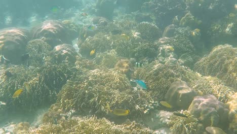 lot of colourful tropical fish with sunlight rays in ocean with stunning coral reef, snorkeling and diving on remote tropical island timor leste, south east asia