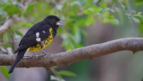 foto macro de un hermoso picogrueso de lomo negro de color negro y amarillo encaramado en una rama