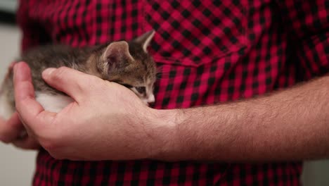 hands safely holding a tiny sleeping fluffy kitten