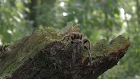 在樹幹上顯示 tarantula 的右邊曲目 - 10秒版本 1080p