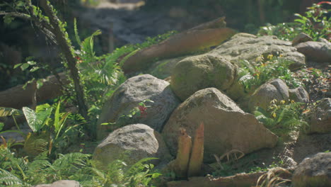 close-up of a lush forest floor with rocks, moss, and ferns