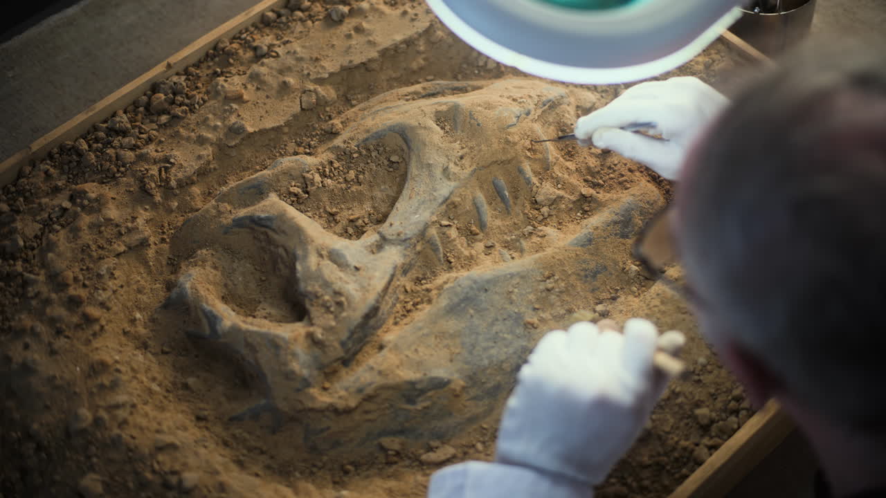 раскопка и подготовка окаменелостей