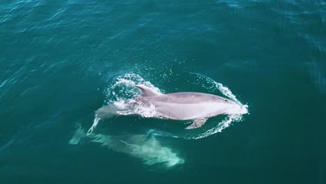 Vista-Aérea-De-Delfines-Subiendo-A-La-Superficie-Del-Agua-En-Busca-De-Oxígeno---Delphinus---Vista-Aérea