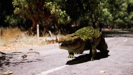 un cocodrilo gigante en un camino desierto
